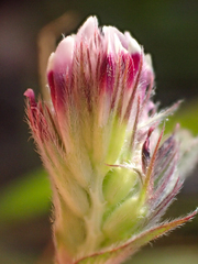 Trifolium macraei