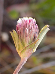 Trifolium macraei