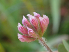 Trifolium bifidum decipiens