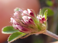 Trifolium macraei