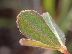 Trifolium macraei