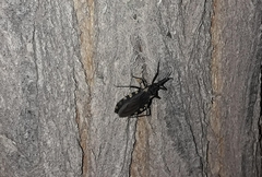 Triatoma patagonica