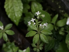 Galium echinocarpum