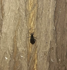 Triatoma patagonica
