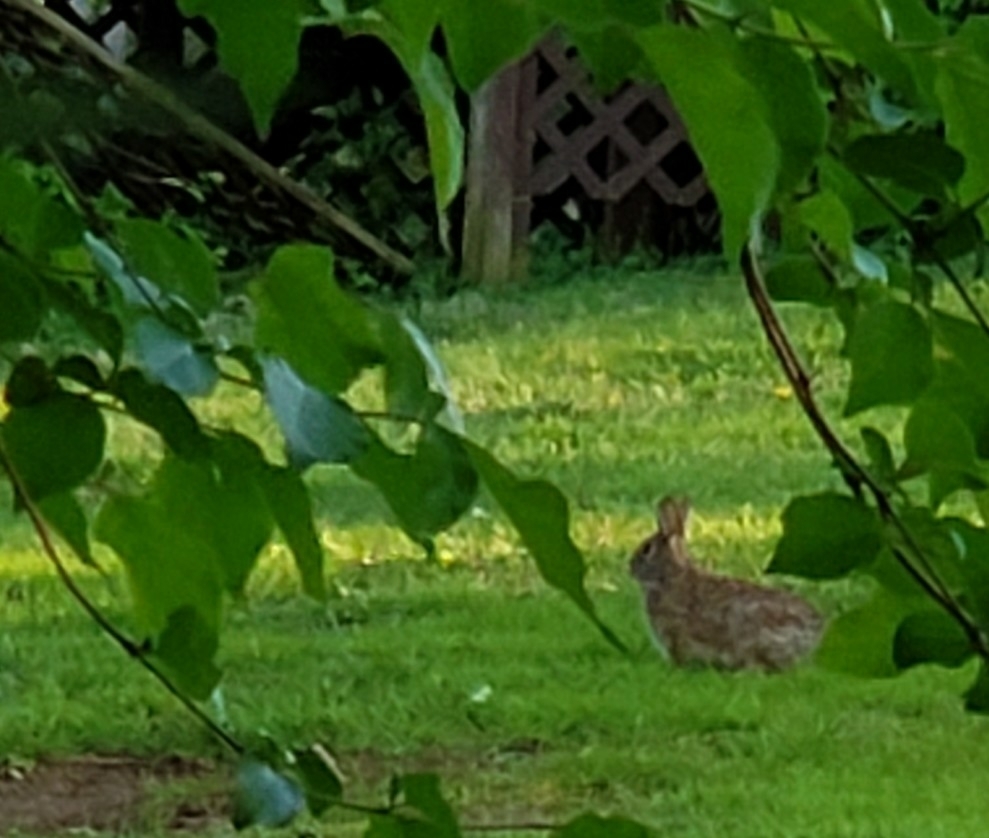 Eastern Cottontail from Indiana on April 21, 2021 at 07:40 PM by ...
