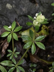 Galium echinocarpum