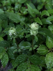 Galium echinocarpum
