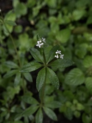 Galium echinocarpum