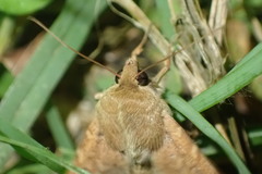 Helicoverpa armigera conferta