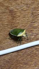 Glaucias crassus