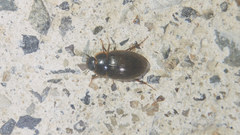 Enochrus simulans