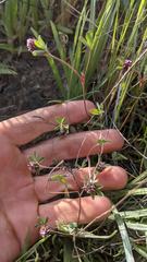 Trifolium macraei