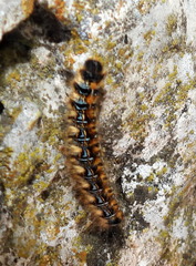 Malacosoma tigris