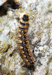Malacosoma tigris