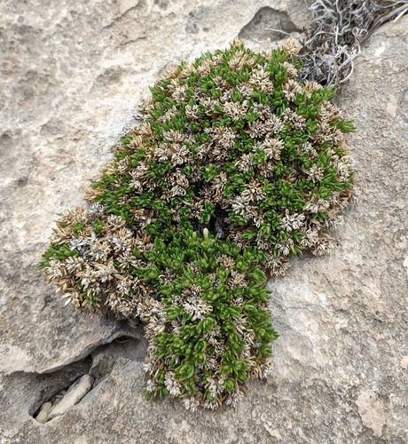 Poole's starviolet (Stenaria mullerae var. pooleana)