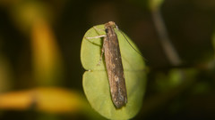 Helcystogramma triannulella