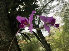 Laelia anceps
