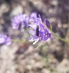 Adela singulella