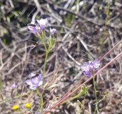 Adela singulella
