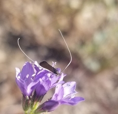 Adela singulella