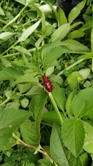 Dicelosternus corallinus