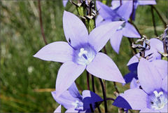 Wahlenbergia ceracea