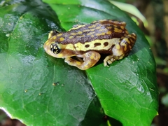 Ochlandrae Reed Frog photo 3