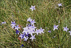 Wahlenbergia ceracea
