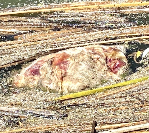 iNaturalist observation photo of Mammals
