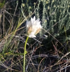 Dipterostemon capitatus capitatus