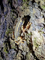 Pedostibes tuberculosus