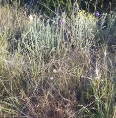 Dipterostemon capitatus capitatus