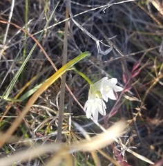 Dipterostemon capitatus capitatus