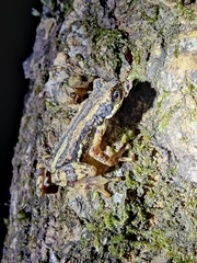 Pedostibes tuberculosus