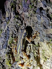 Pedostibes tuberculosus