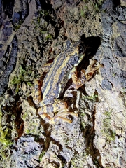 Pedostibes tuberculosus