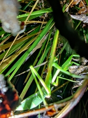 Hierodula membranacea