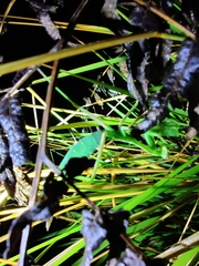 Hierodula membranacea