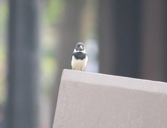 Sporophila morelleti