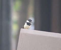 Sporophila morelleti