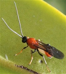 Campyloneurus
