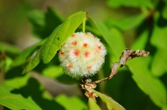 Callirhytis seminator