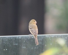 Sporophila morelleti