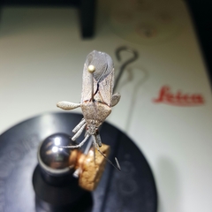 Physomerus grossipes