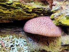 Tricholomopsis scabra