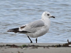 Ichthyaetus relictus