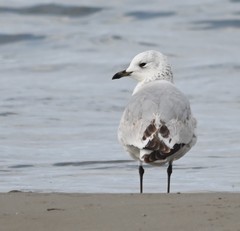 Ichthyaetus relictus