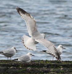 Ichthyaetus relictus