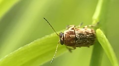 Pachybrachis texanus