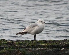 Ichthyaetus relictus